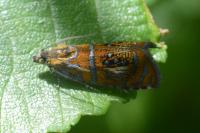 Olethreutes arcuella