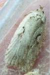 Agonopterix ocellana