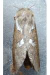 Korscheltellus lupulinus