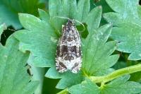 Celypha lacunana