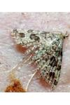 Alucita hexadactyla/bidentata