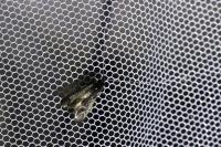 Adela reaumurella
