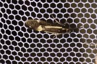 Esperia sulphurella