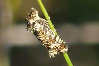 Aethes margarotana