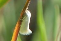 Elachista argentella