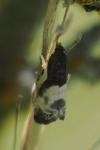 Notocelia cynosbatella