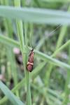 Nemophora degeerella