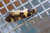 Denisia albimaculea