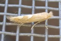 Phyllonorycter messaniella