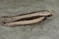 Mirificarma interrupta