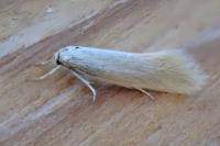 Elachista argentella