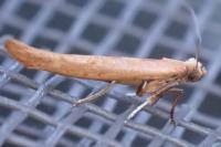Zelleria hepariella