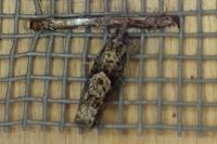 Epinotia immundana