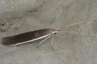 Coleophora saturatella