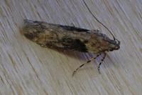 Scrobipalpa costella