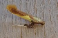Caloptilia alchimiella