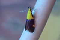 Oecophora bractella
