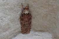 Depressaria albipunctella