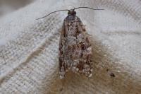 Argyrotaenia ljungiana
