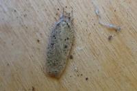 Agonopterix scopariella