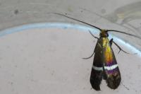 Adela australis