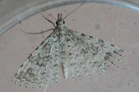 Alucita hexadactyla/bidentata