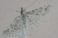 Alucita hexadactyla/bidentata