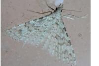 Alucita hexadactyla/bidentata