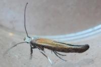 Zelleria hepariella