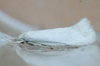 Elachista argentella