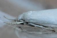 Elachista argentella