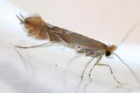 Phyllonorycter endryella