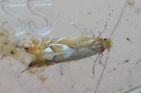 Phyllonorycter endryella