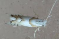 Phyllonorycter roboris