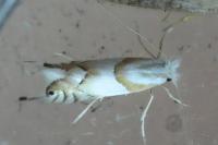 Phyllonorycter roboris