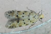 Pseudotelphusa occidentella