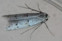 Symmocoides oxybiella