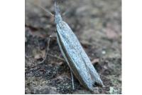 Pleurota ericella