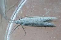 Pleurota ericella