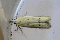 Mesophleps corsicella