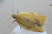 Clepsis consimilana