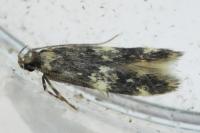 Apatema