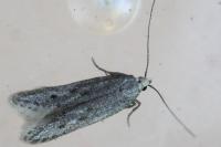 Oxypteryx helotella