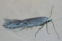 Oxypteryx helotella