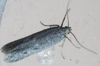 Oxypteryx helotella