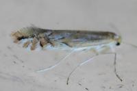 Phyllonorycter