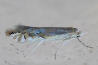 Phyllonorycter
