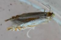 Phyllonorycter