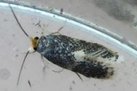 Ectoedemia