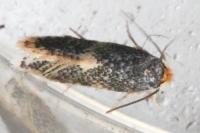 Ectoedemia
